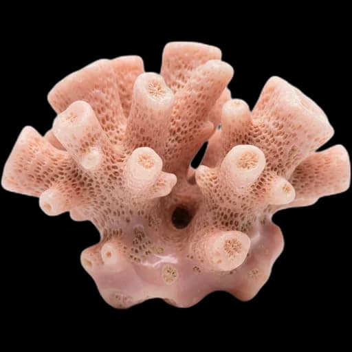 Pink Coral