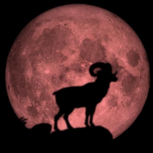 Draconic Moon in Aries